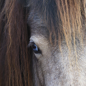 Das Auge von Shetlandpony