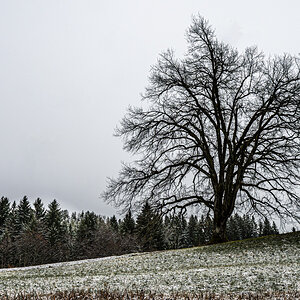 Der Baum