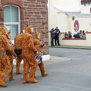 CATS AT MAD SUNDAY