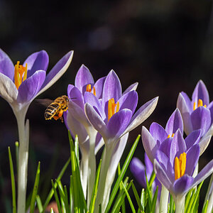 Naher Frühling