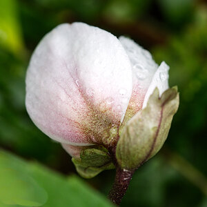 Christrose nach Regen