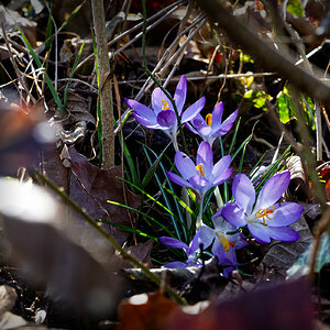 Krokusse im Busch