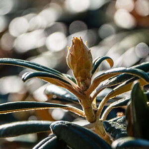 Rhododendron Knospe