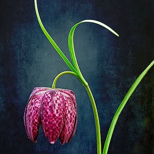 Die Schachblume (Fritillaria meleagris)