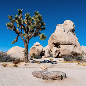 Joshua Tree