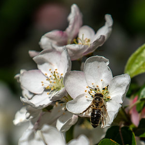 Fleißiges Bienchen