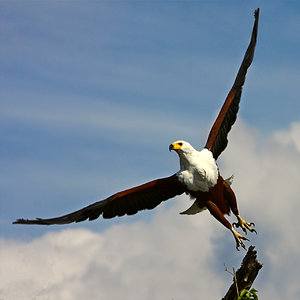 Weisskopf Adler