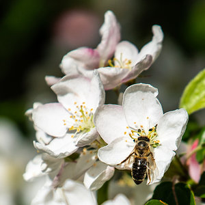 Fleißiges Bienchen 2