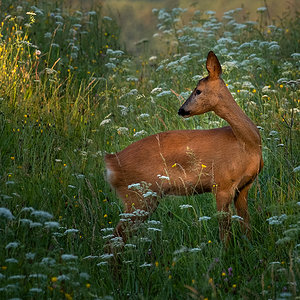 Reh im Morgenlicht