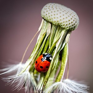 Ein Marienkäfer