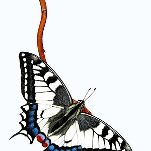 Papilio machaon