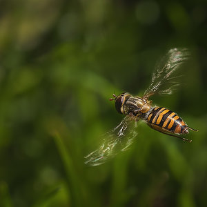 Wiesenflug