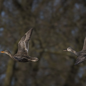 Hochzeitsflug?