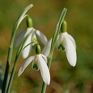 Den Frühling einläuten