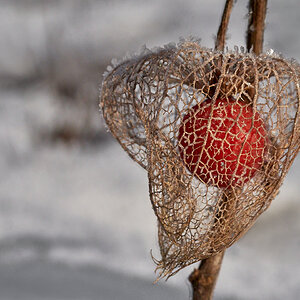 Physalis