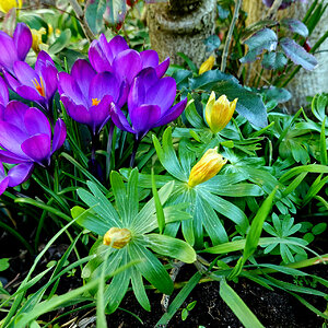 Bei uns im Garten