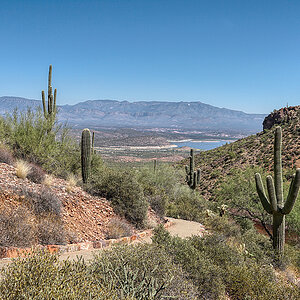 Saguaro Kakteen