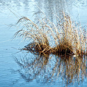 Gräser im Moor