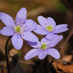 Leberblümchen