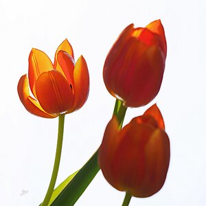 Tulpen-Trio