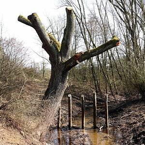 Der Baum im März