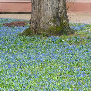 Blaustern-Wiese