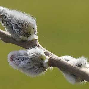 Wildes Kätzchen 2. Versuch