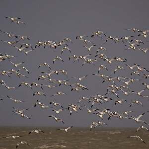 Auf Ameland