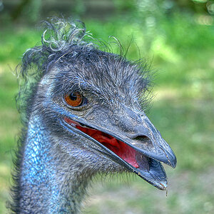 Emu