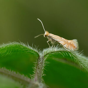 Phyllonorycter quercifoliella