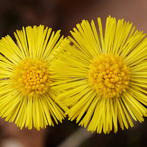 Huflattich (Tussilago farfara)