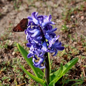 Besuch im Frühling