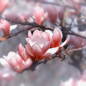 Tulpenmagnolie