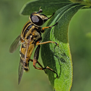 Gemeine Sumpfschwebfliege