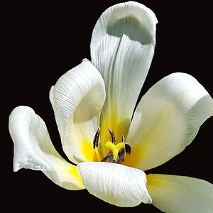 Tulpe