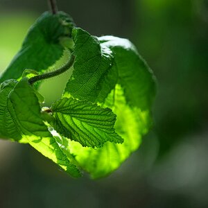 Im Gegenlicht