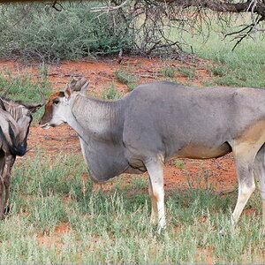 Gnu x drei