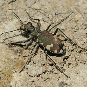 Berg-Sandlaufkäfer (Cicindela sylvicola) vom Lumixer