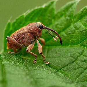 Eichelbohrer