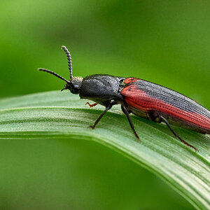 Blutroter Schnellkäfer