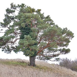 der Baum
