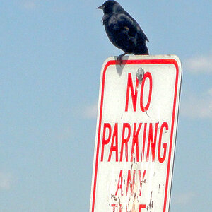 No Parking