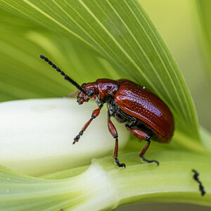 Lilienhähnchen