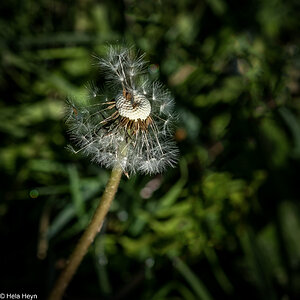 Pusteblume