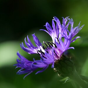 Wiesenflockenblume