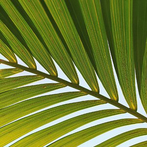 Palmsonnentag