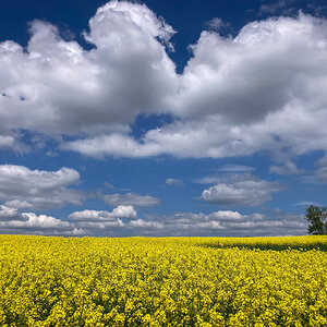 Rapslandschaft
