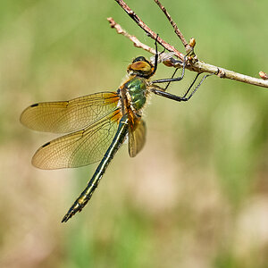 Falkenlibelle