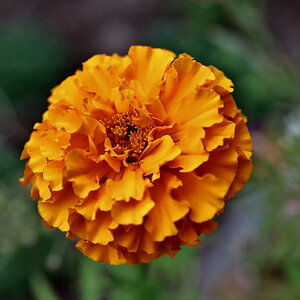 Tagetes