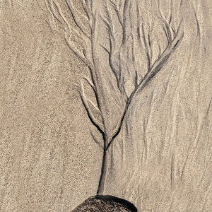 Sandbaum